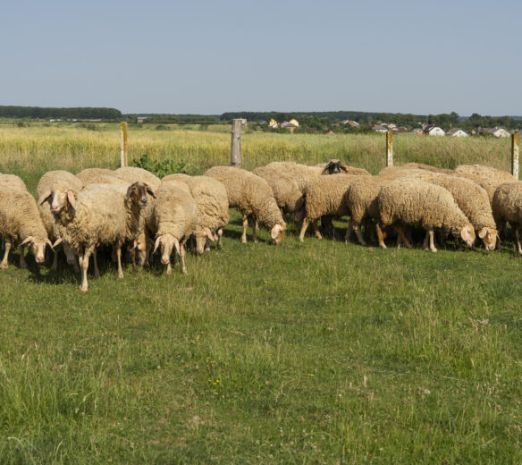 schapen grazen in een veld